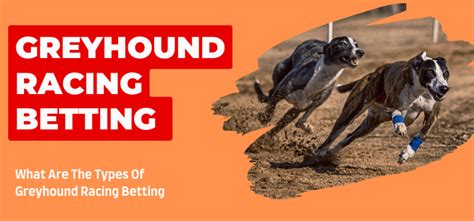 Explained Types Of Greyhound Bets Winning Advice