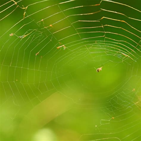 Exploring How Spiders Make Webs A Comprehensive Guide The