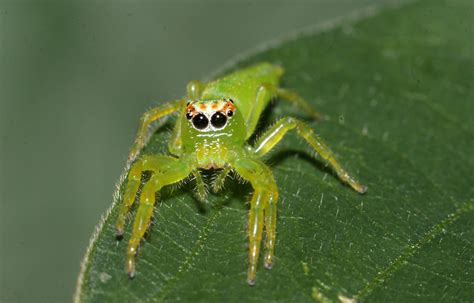 Female Northern Green Jumping Spider 4751X2928 Oc R Spiders