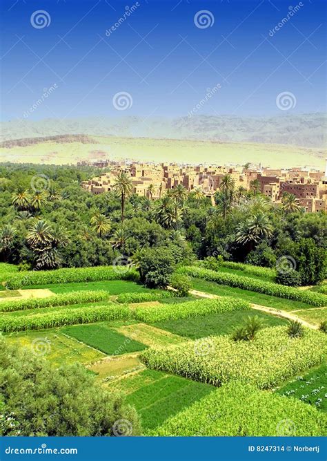 Fertile Oasis In Desert Stock Photo Image Of Houses Greenery 8247314