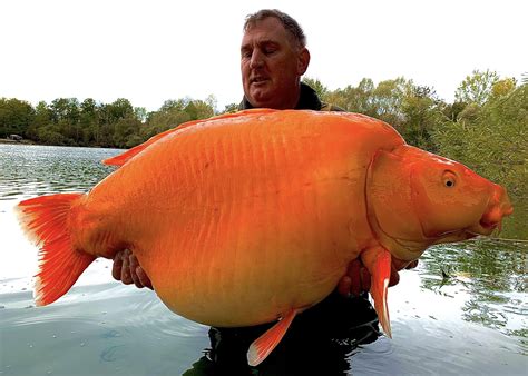 Fisherman Lands 67 Pound Goldfish May Break World Record It Was