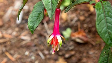 Fuchsia Garden Oceanside Garden