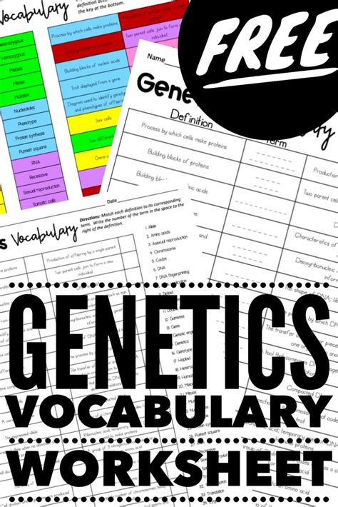 Genetics Vocabulary Worksheet With Differentiation Vocabulary