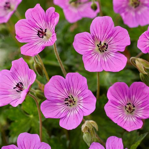 Geranium Kelly Anne