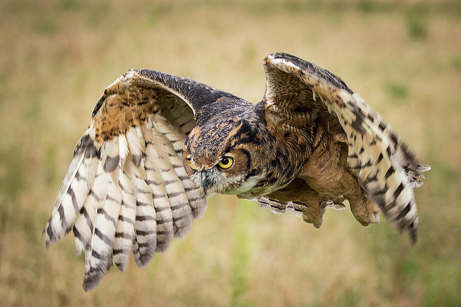 Great Horned Owl Flying Tattoo