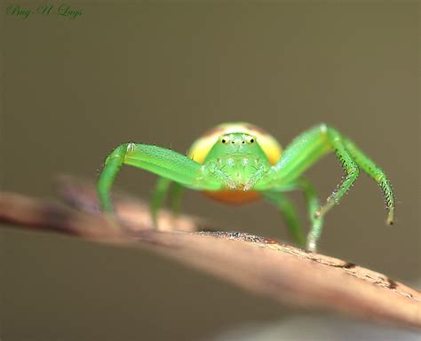 Green Spider A Gorgeous Tiny Green Spider Hard To Photogr Flickr