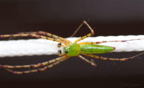 Green Spider A Tiny Green Spider With Yellow Legs Black Flickr