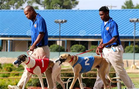 Greyhound Racing Dogs Being Led Down The Track At Southland Racing And Gaming Park West Memphis