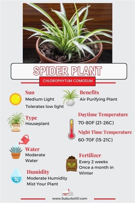 Guide To Taking Care Of Your Spider Plant