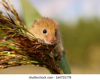 Harvesting Mouse Micromys Minutus In It S Natural Habitat Stock Photo