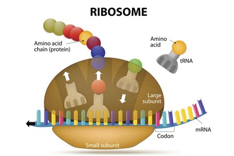 How Does The Nucleus Control Which Proteins Are Made By The Ribosomes