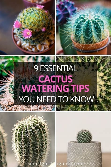 How Often To Water Cactus Plants Ultimate Cactus Watering Guide