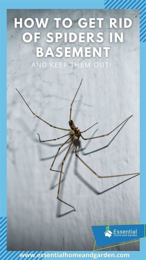 How To Get Rid Of Spiders In Basement The Ultimate Guide For Getting