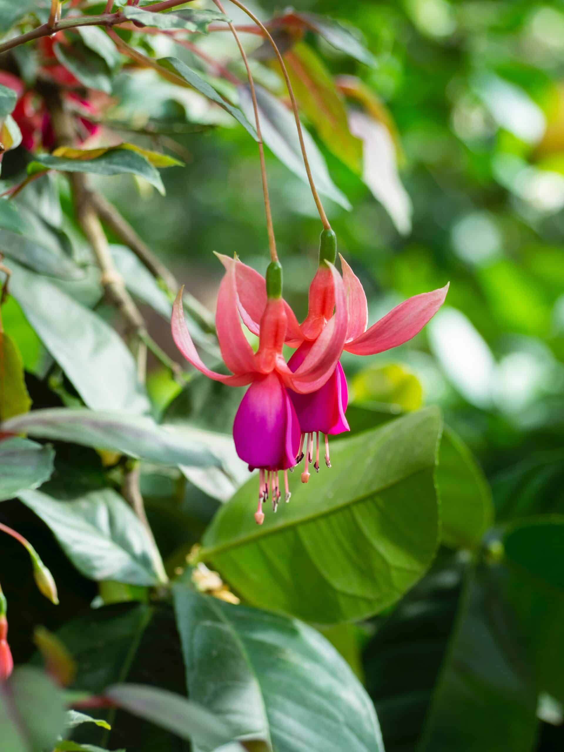 How To Grow And Care For Fuchsia Love The Garden