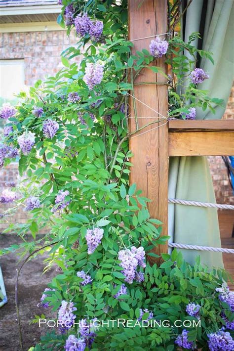 How To Grow Wisteria Beginners Guide Tips You Ll Want To Know Porch