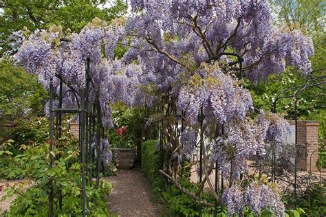 How To Grow Wisteria Rhs