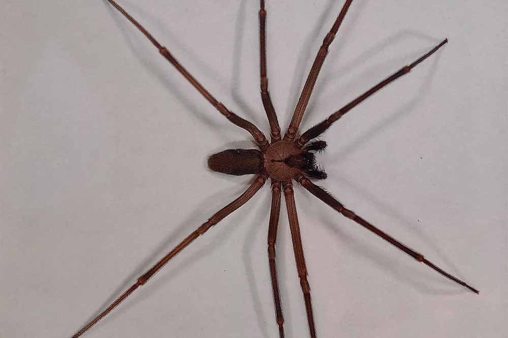 How To Humanely Get Rid Of Brown Recluse Spiders