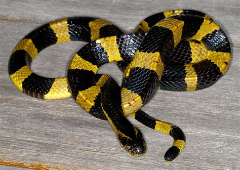 How To Identify Venomous Snakes Antipest Blog