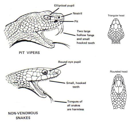 How To Identify Venomous Snakes