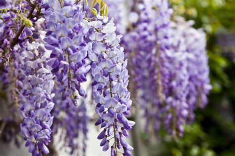 How To Plant And Care For Wisteria Vine Wisteria How To Grow Garden