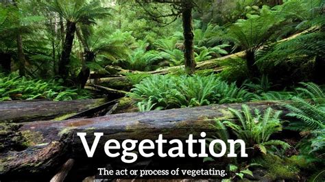 How To Say Vegetation In English What Is Vegetation How Does