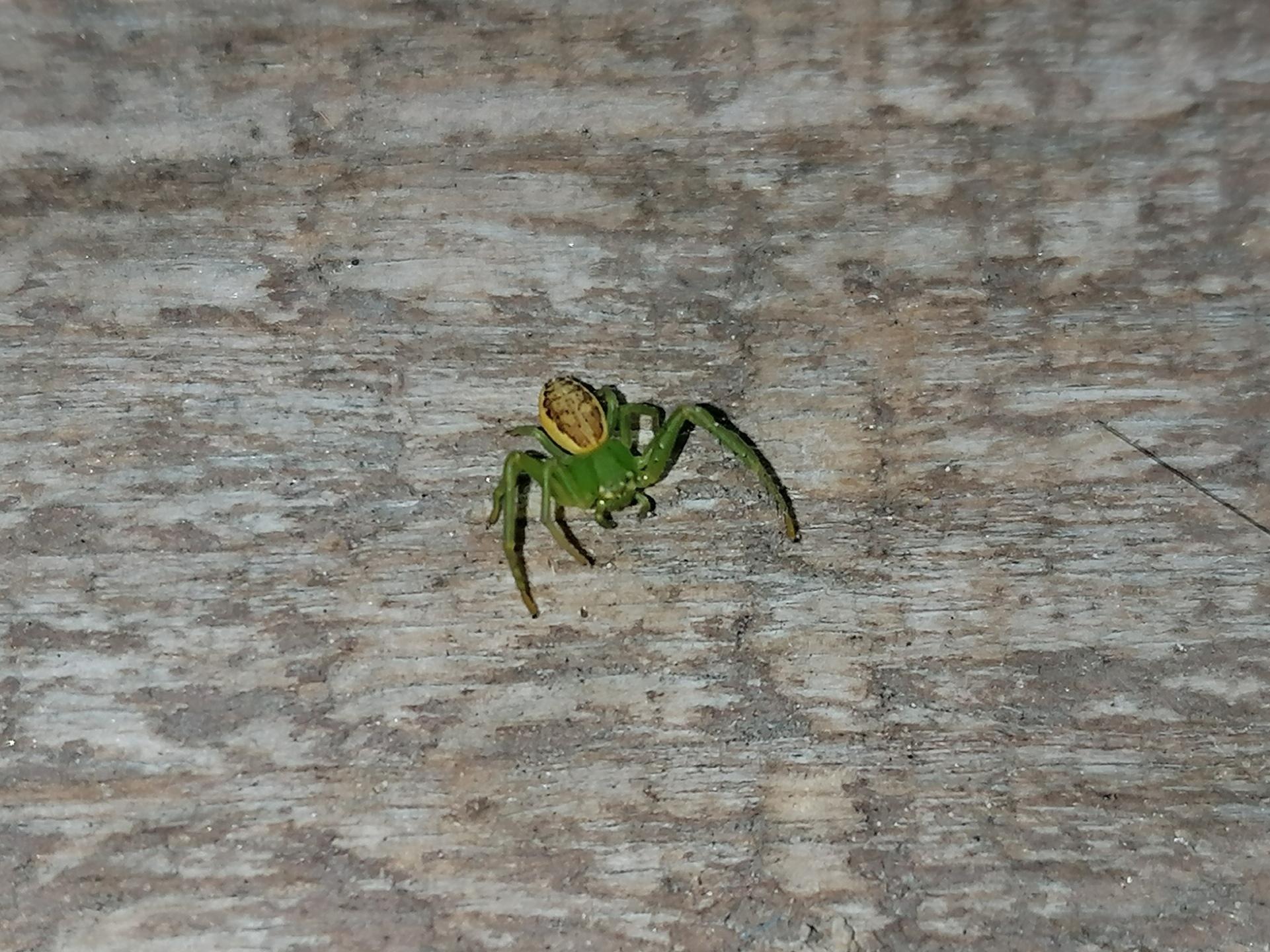 I Found This Tiny Green Spider Hanging Out On My Teracce R