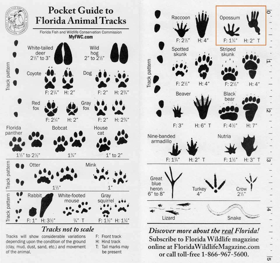 Identify Animal Tracks In Nature With This Easy To Use Reference Guide Survival Skills