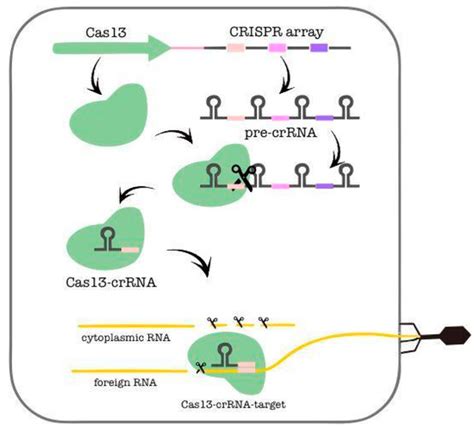 Ijms Free Full Text Rna Dependent Rna Targeting By Crispr Cas