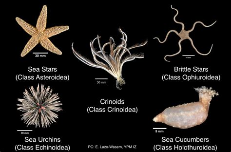 In Focus What S So Great About Echinoderms These 9 Facts Will Make