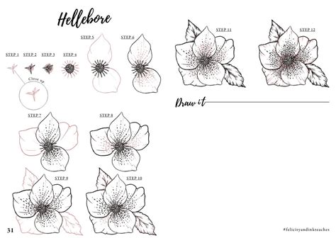 Learn How To Draw A Hellebore Flower Free Step By Step Tutorial