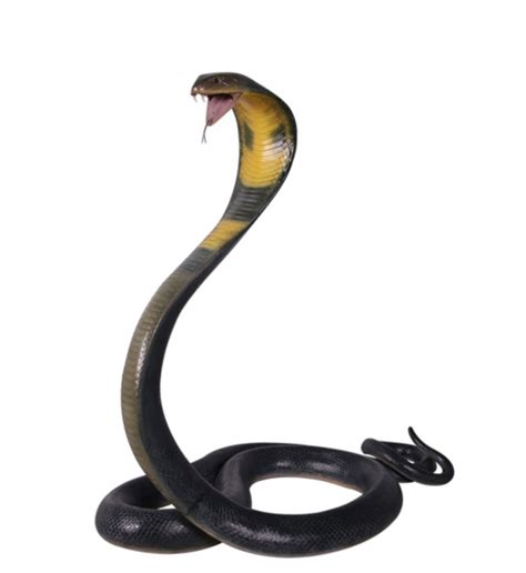 Life Size Fibreglass Resin King Cobra Model Hamac Trading Formerly