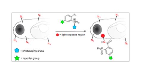 Light Activated Staudinger Bertozzi Ligation Within Living Animals