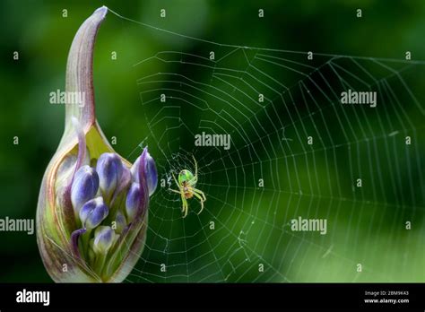 Macro Of A Tiny Green Spider In Its Cobweb Close To Buds Of An