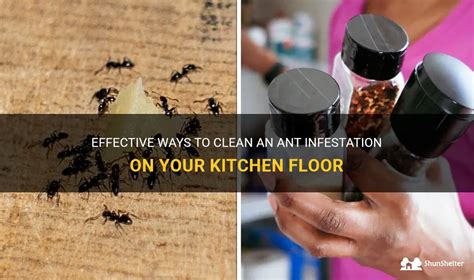 Maggot Free Kitchen Eradicate Infestation With These Tips Shunshelter