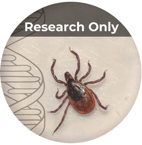 Magnotta Research Tick Submission Lyme Disease Tick Testing