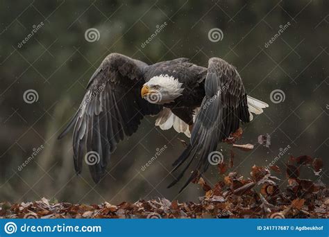 Majestic Bald Eagle American Eagle Adult Haliaeetus Leucocephalus In Flight American National