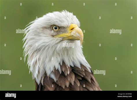 Majestic Bald Eagle American Eagle Adult Haliaeetus Leucocephalus In