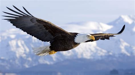 Majestic Bald Eagle Wallpaper 1920X1080 13768