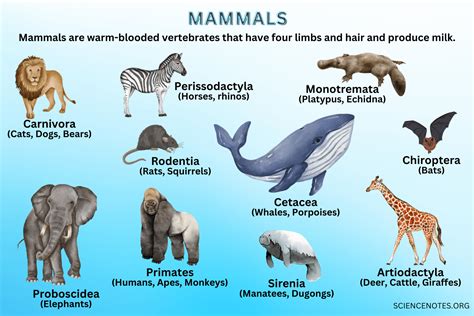 Mammals Classification And Characteristics