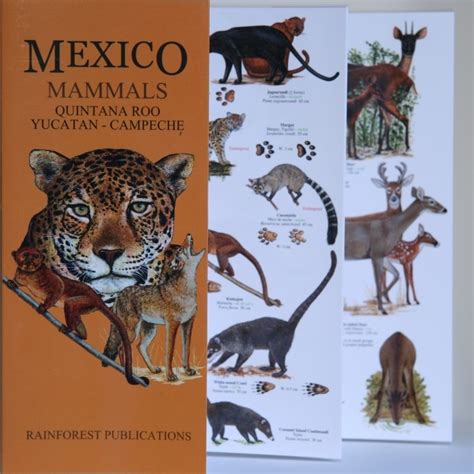 Mammals In Mexico Guide With Mammal Species