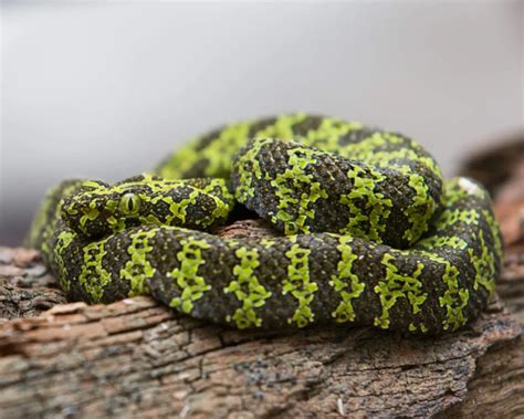 Mangshan Pit Viper Facts Diet Habitat Pictures On Animalia Bio