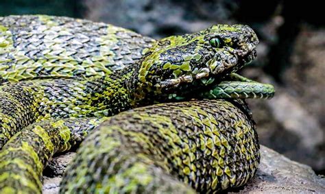 Mangshan Pit Viper Los Angeles Zoo And Botanical Gardens