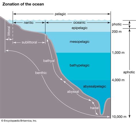 Marine Ecosystem Patterns Processes Assemblages Britannica