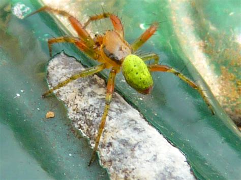 Middle Of Nowhere Little Green Spider