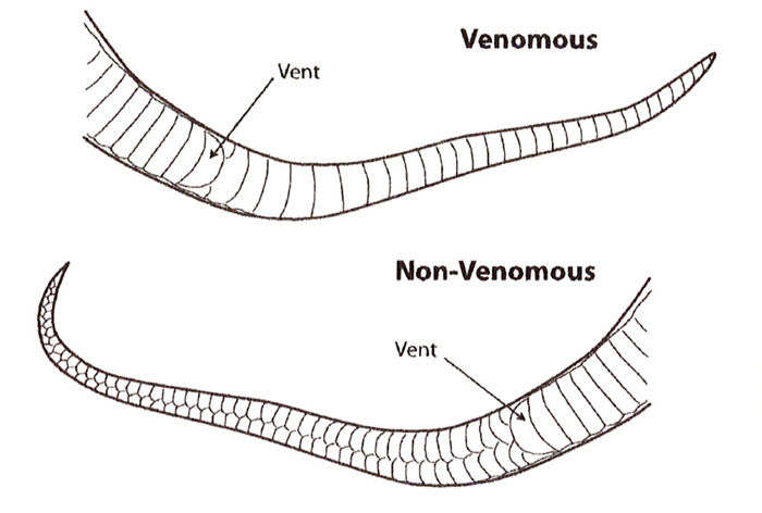 Native Snakes In Arkansas Identification Snake Bite Treatment 2023