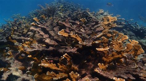 Noaa Partners Launch Florida Keys Coral Reef Restoration Effort