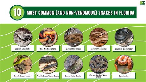 Non Venomous Vs Venomous Snakes In Florida Identification Guide In