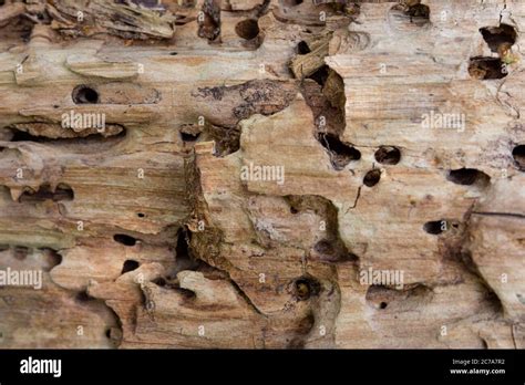 Old Wood Hit By A Worm Holes From Beetle Larvae Stock Photo Alamy