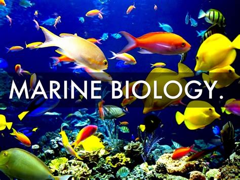 Online Marine Biology Degree Programs