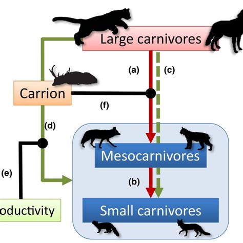 Path Diagram Of Interactions Among Top Carnivores Mesocarnivores And